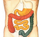 gut
